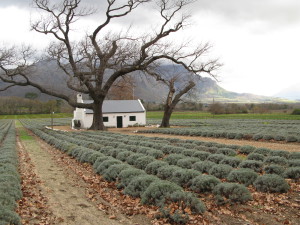 Wednesday - What's Happening in and around Cape Town: Franschhoek Bastille Festival